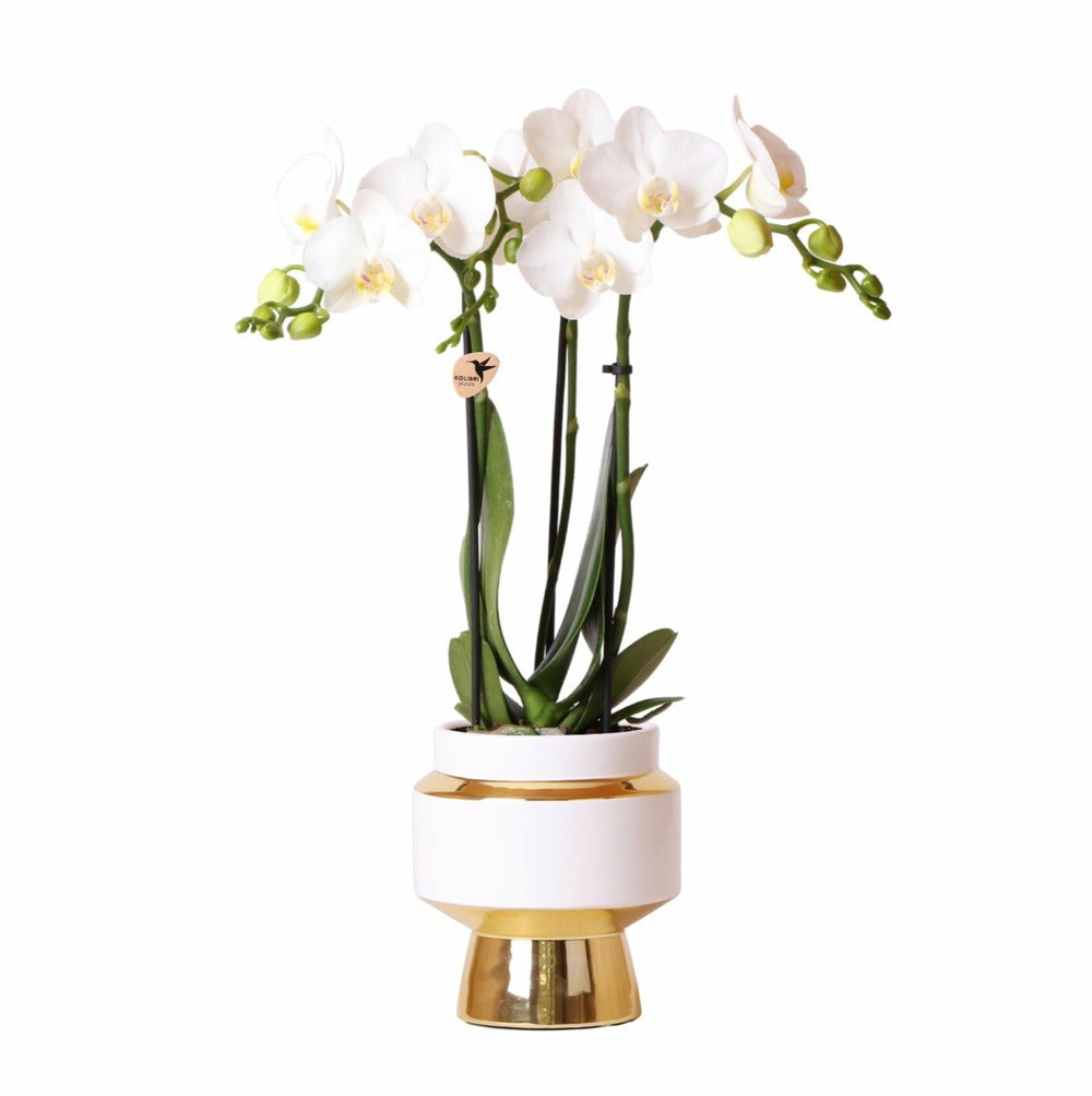  Orchidée Amabilis Blanche Et Son Pot Chic Doré - Hauteur 35cm