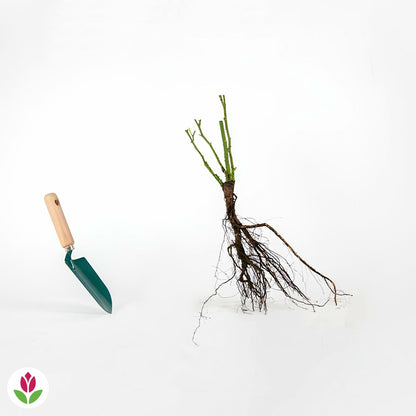  Rosier Buisson Famosa - La Motte / 3+ Branches