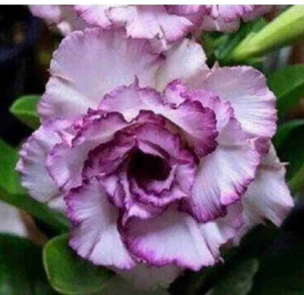  Adenium Obesum Cv.oeillet Couleur Floraison:violet - Caudex D'environ 150g