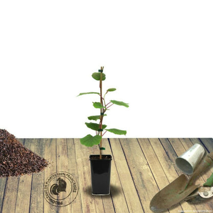  Kiwi Deliciosa 'herma' (autofertile)/[-]pot De 3l - Echelle Bambou 60/120 Cm
