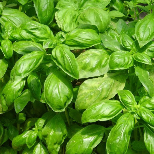  Graines De Basilic Grand Vert - Vilmorin/[-]sachet
