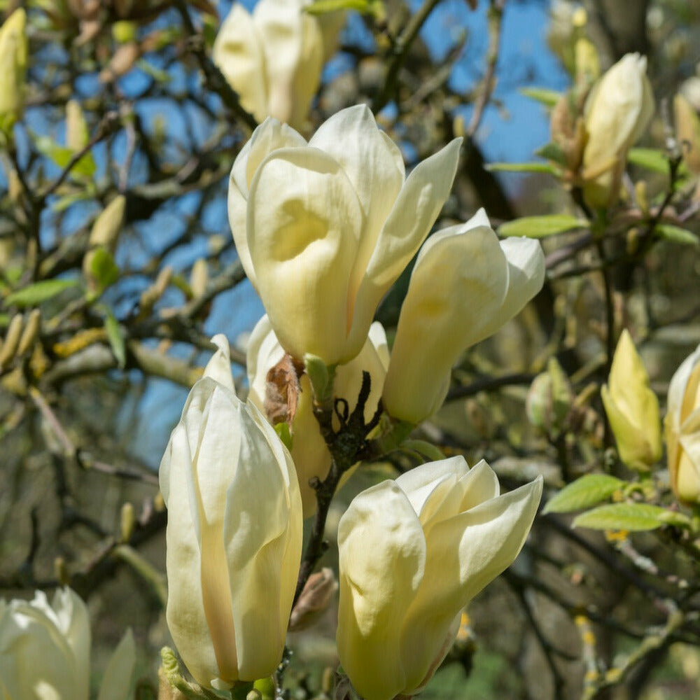  Magnolia Yellow Lantern - Le Pot / 2l / Hauteur Livrée 25-30cm