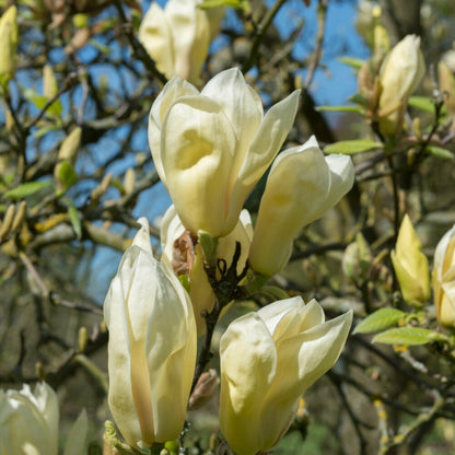  Magnolia Yellow Lantern - Le Pot / 2l / Hauteur Livrée 25-30cm