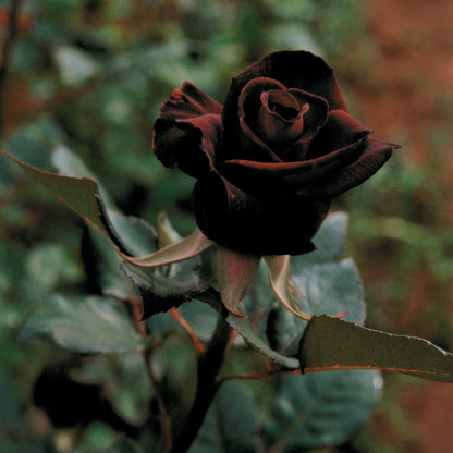  Rosier Buisson Black Baccara ® Meidebenne - La Pièce En Racine Nue / 3+ Branches