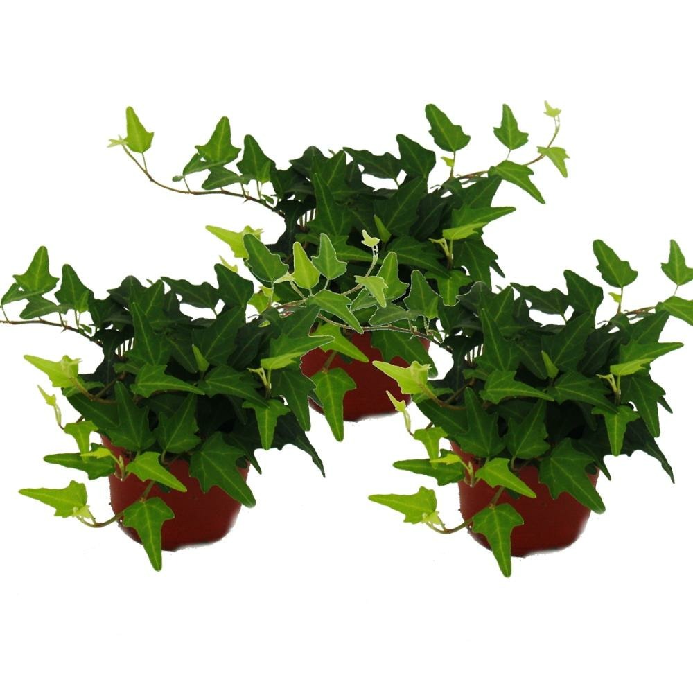  Hedera Helix, Set De 3, Lierre, Pot De 9cm, Feuilles Vertes