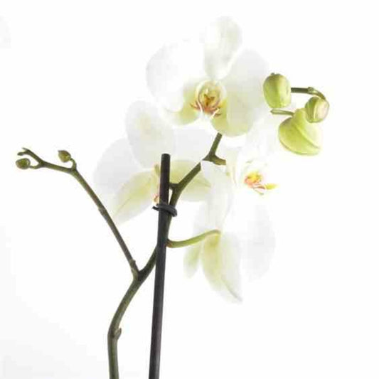  Phalaenopsis Hybride Blanche (orchidée Papillon) Pot De 1 Litre - 60/70 Cm