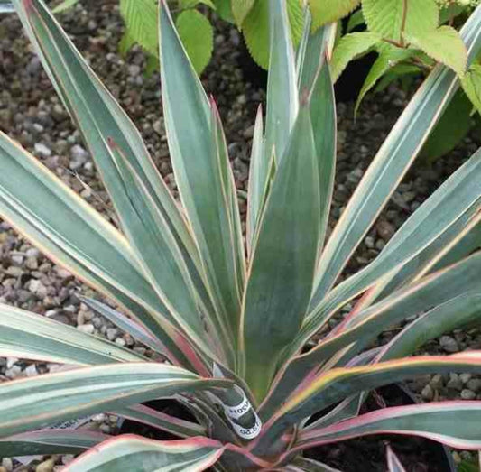  Yucca Gloriosa Variegata (dague Espagnole) Pot De 110l 100/125cm