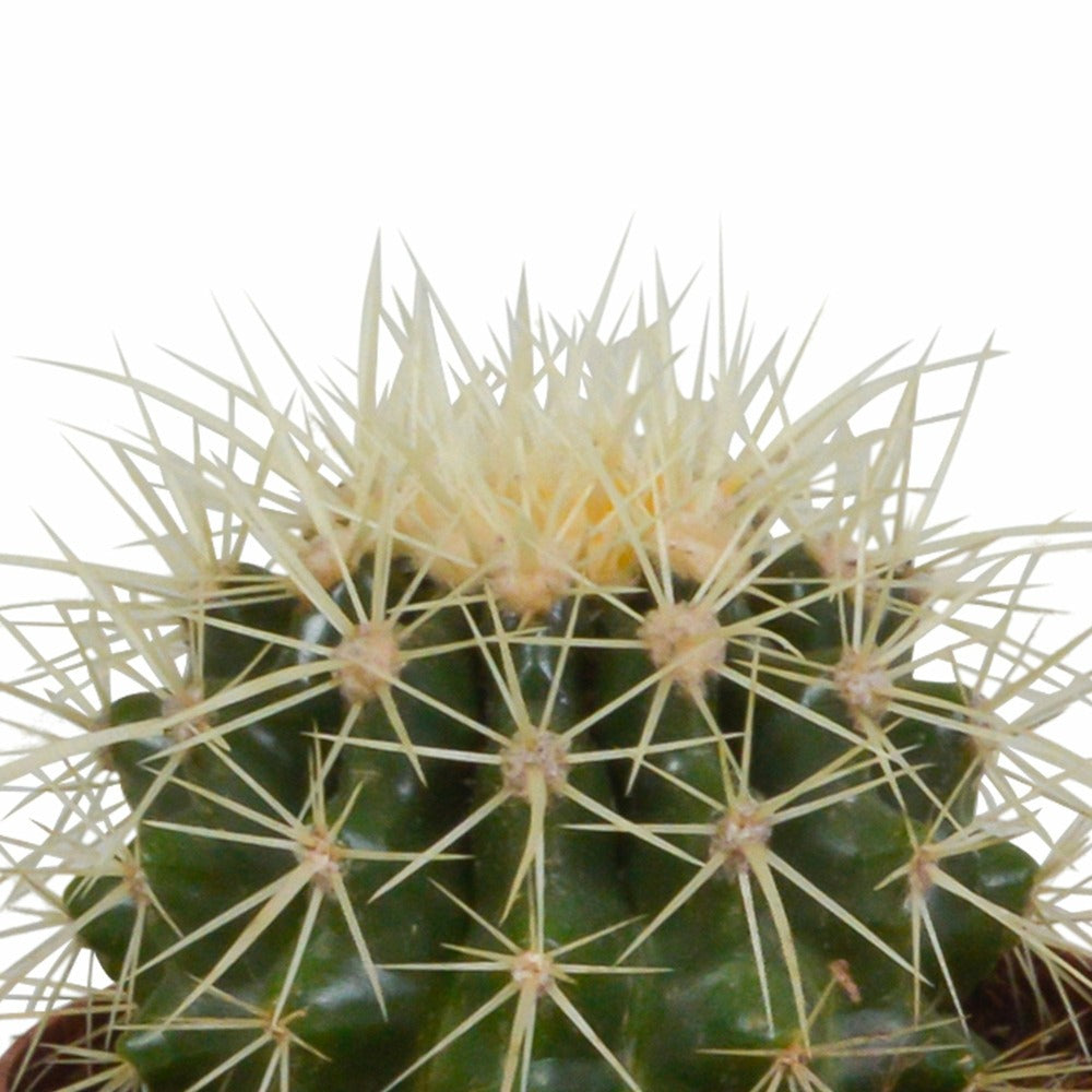  Coffret Cadeau Baby Cactus - Lot De 3 Plantes, H16cm
