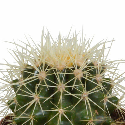  Coffret Cadeau Baby Cactus - Lot De 3 Plantes, H16cm