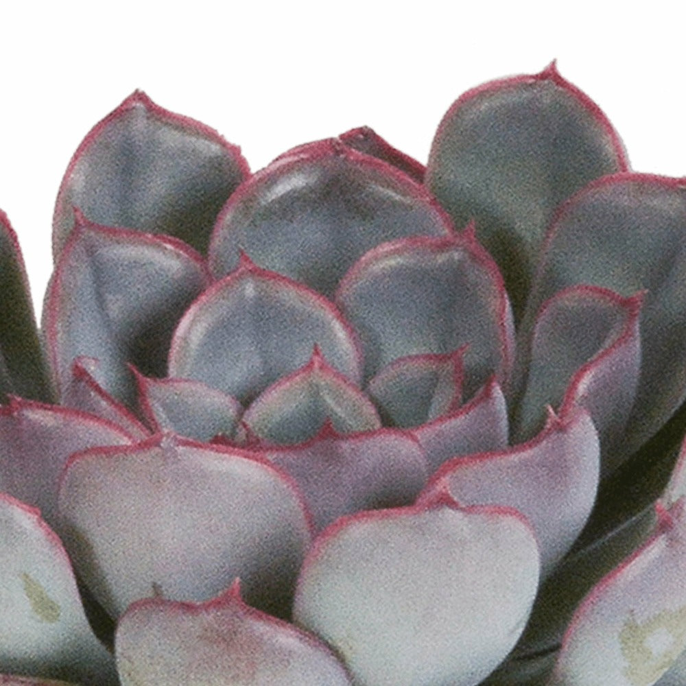  Echeveria, Box De 3 Plantes, H15cm