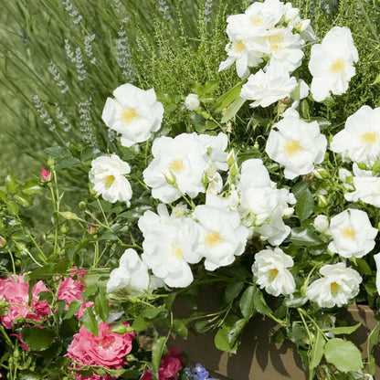 Rosier Arbustif Decorosier® Opalia® 'noaschnee'/[-]pot De 5l - 40/60 Cm