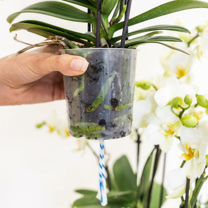  Orchidées Blanches En Panier D'osier Avec Réservoir D'eau