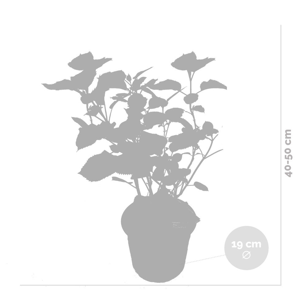  Lot De 2 - Hydrangea Pink Annabelle - Hortensia - Rose - 40-50 Cm De Haut - Pot 19 Cm