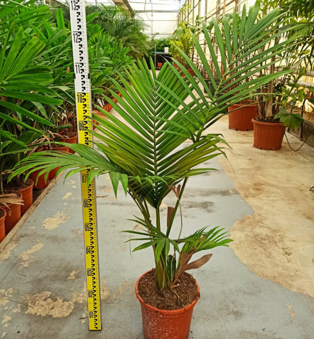  Archontophoenix Alexandrae (palmier Royal) Pot De 45l Tronc Unique 225-250cm