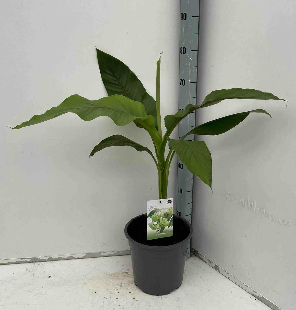 Musa Basjoo Sakhalin (bananier Rustique)- Pot De 2 Litres ? 30/40 Cm