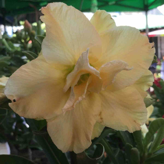  Adenium Obesum Cv.dragon Doré- Caudex D'environ 2000g 25/30cm Très Gros Caudex