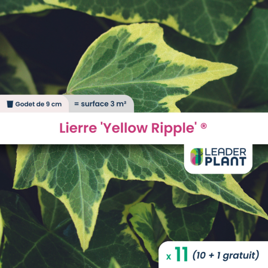  11 X Lierre Yellow Ripple ® En Godet