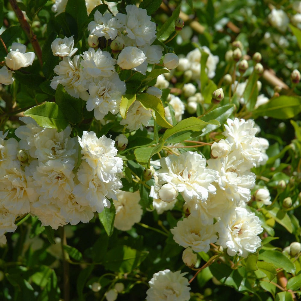  Rosier Grimpant De Banks Alba Plena - Le Pot / ø 9cm