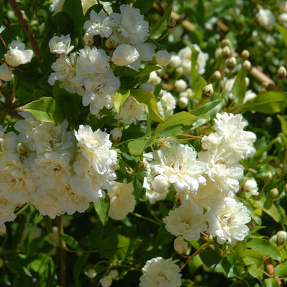  Rosier Grimpant De Banks Alba Plena - Le Pot / ø 9cm