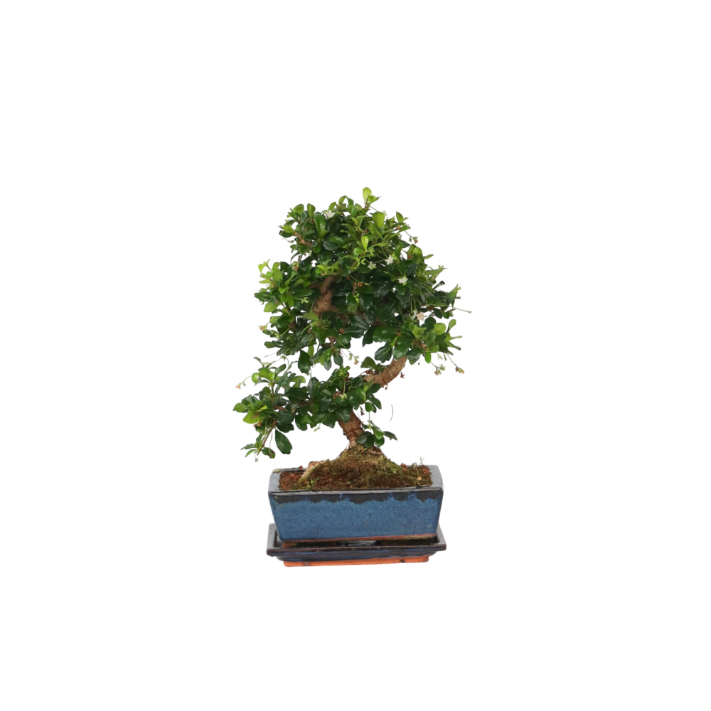  Bonsaï - Carmona Microphylla - Hauteur 20-30cm - ⌀15cm