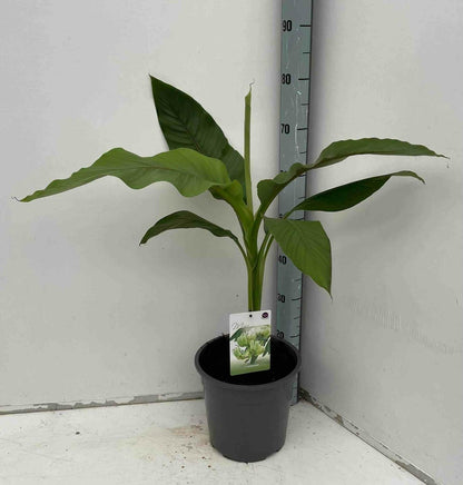  Musa Basjoo Sp. Sapporo (bananier Rustique)- Pot De 2 Litres ? 30/40 Cm