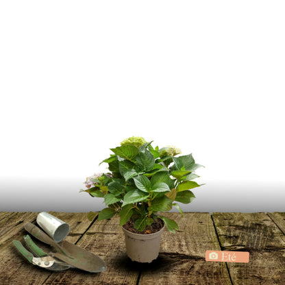  Hortensia Macrophylla You&me® 'inspire'/[-]pot De 1,3l - 20/60 Cm