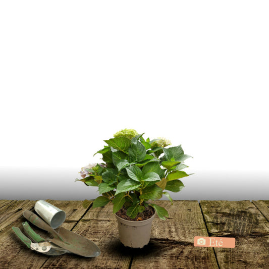  Hortensia Macrophylla You&me® 'inspire'/[-]pot De 1,3l - 20/60 Cm
