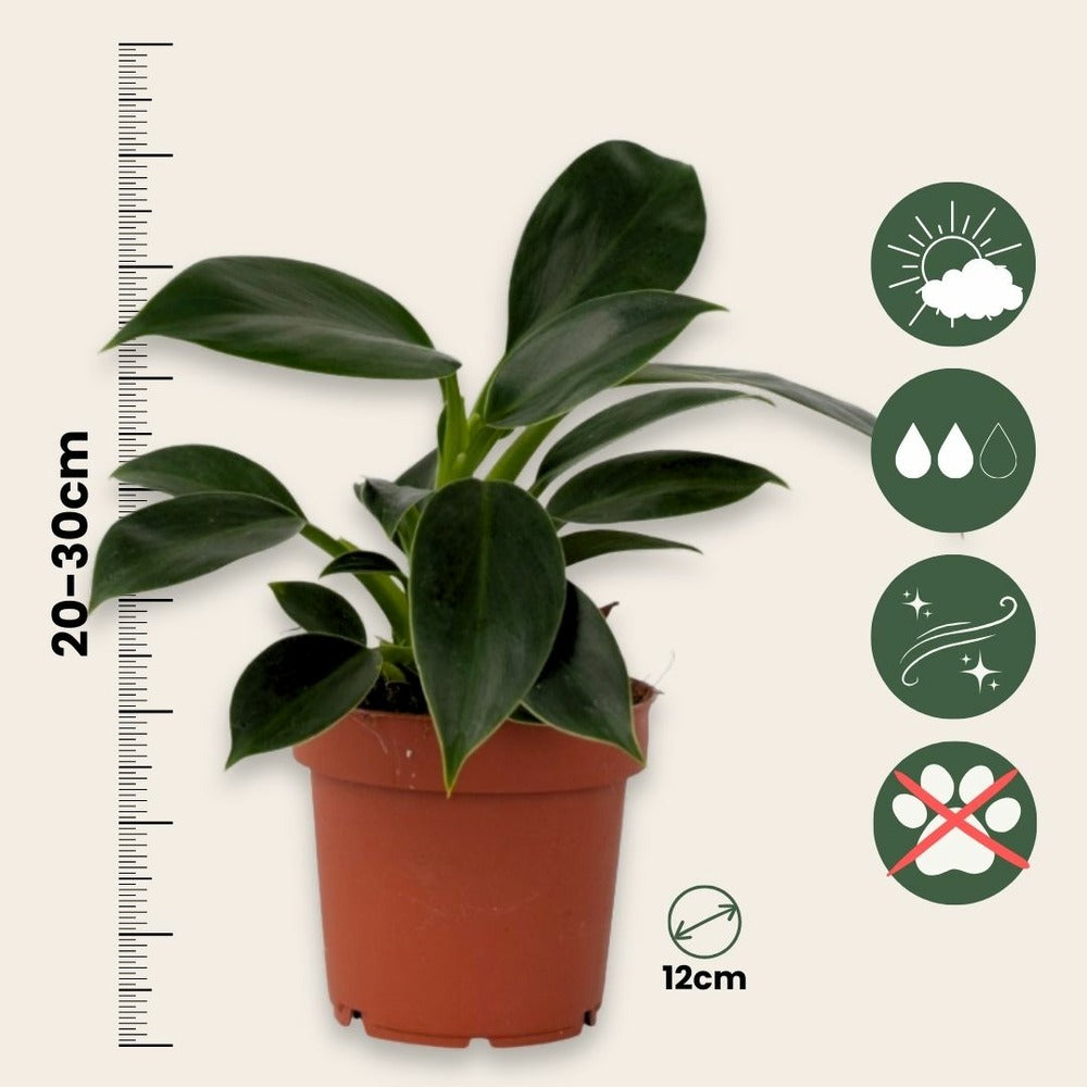  Plante Verte - Philodendron 'green Princess' - Hauteur 20-30cm - ⌀12cm