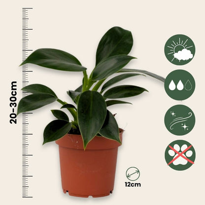  Plante Verte - Philodendron 'green Princess' - Hauteur 20-30cm - ⌀12cm