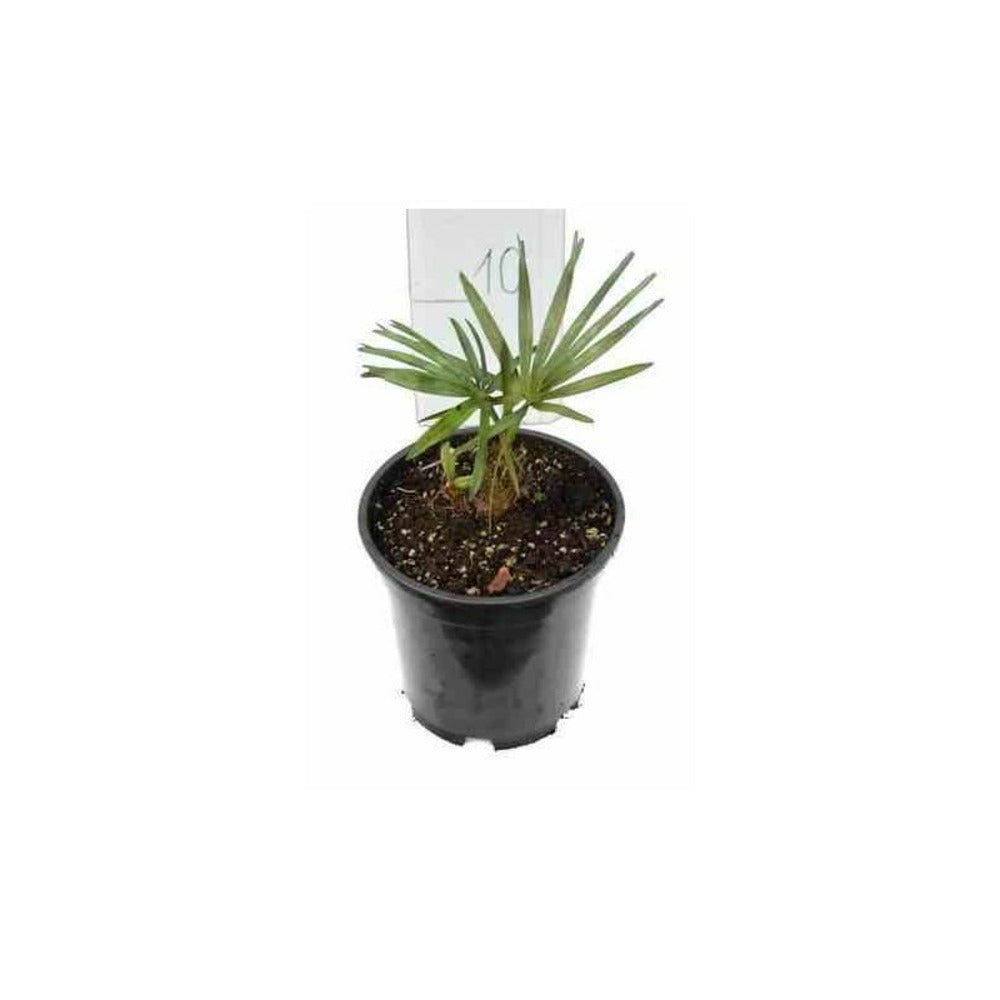  Chamaerops Humilis Var. Cerifera (palmier Doum Bleu)- Pot De 40 Litres ? Stipre 30/50 Total 140/160 Cm