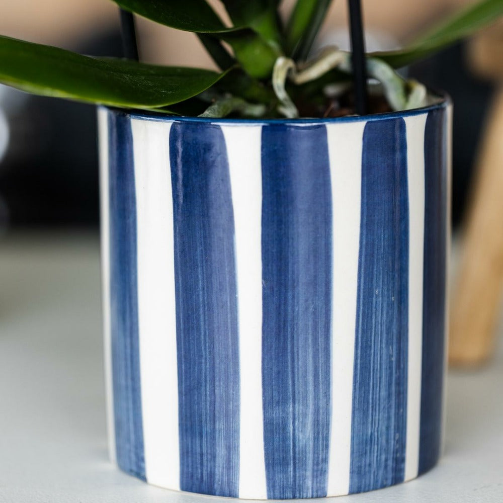  Phalaenopsis Amabilis Blanche En Pot Painted Stripe Bleu