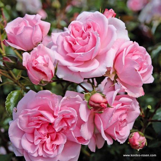  Rosier Kordes - Rosa 'home And Garden'®