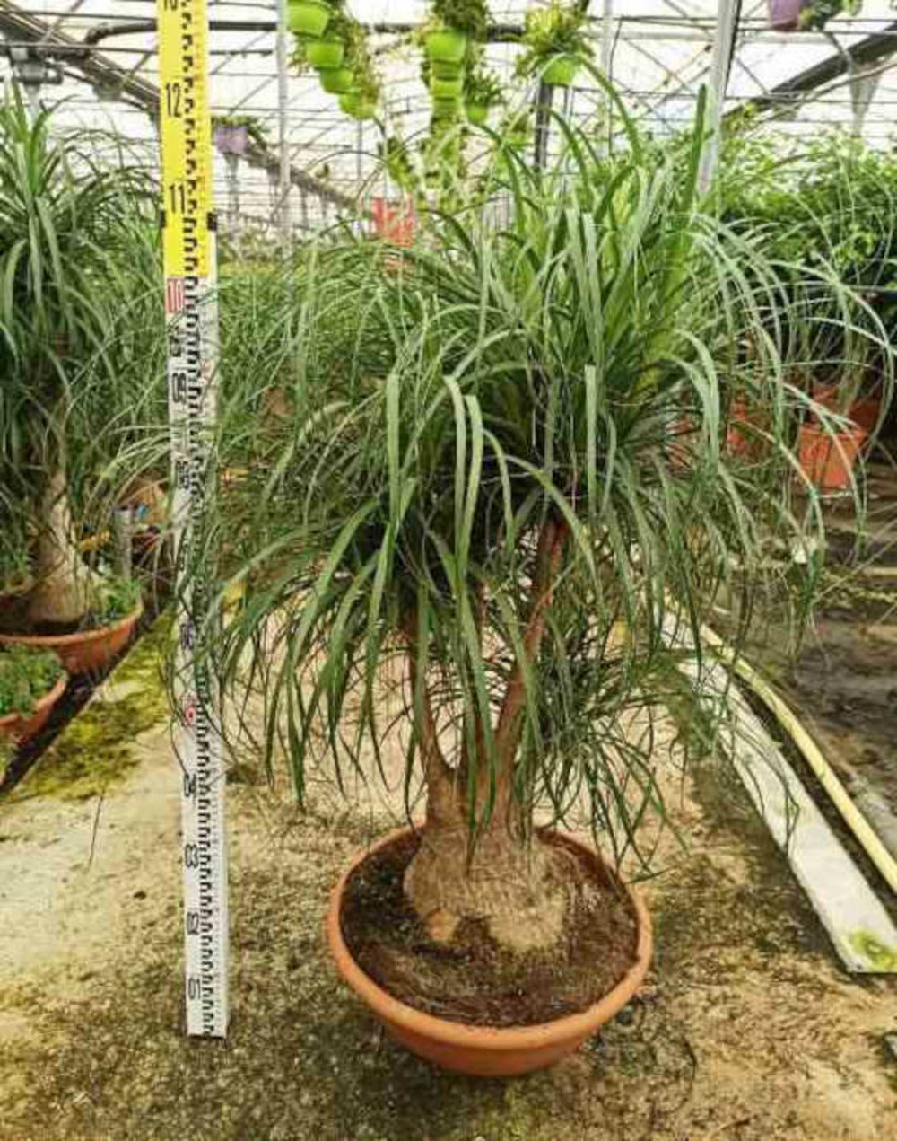  Beaucarnea Recurvata [syn. Nolina R.] Specimen Pot De 250l 200/250cm