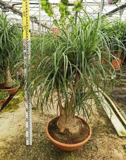  Beaucarnea Recurvata [syn. Nolina R.] Specimen Pot De 250l 200/250cm