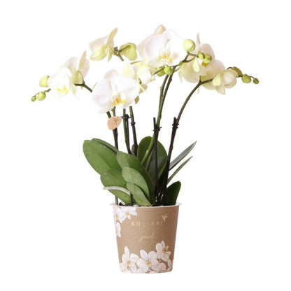 Orchidée Phalaenopsis Blanche - Jewel Ghent - Taille Du Pot 12cm - Frais Du Producteur