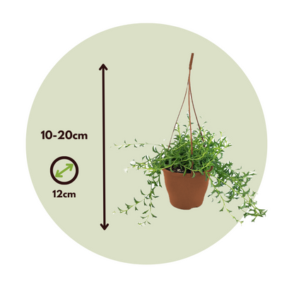  Plante Tortue - Senecio Peregrinus - Hauteur 10-20cm - ⌀12cm