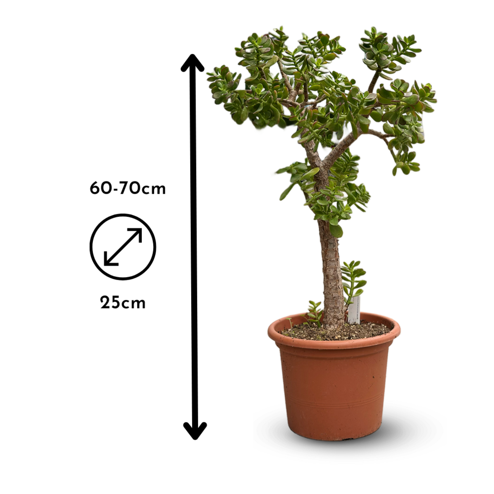  Crassula Ovata - Arbre De Jade - ↕ 80-90 Cm - ⌀ 30 Cm - Cactus Et Plantes Grasses