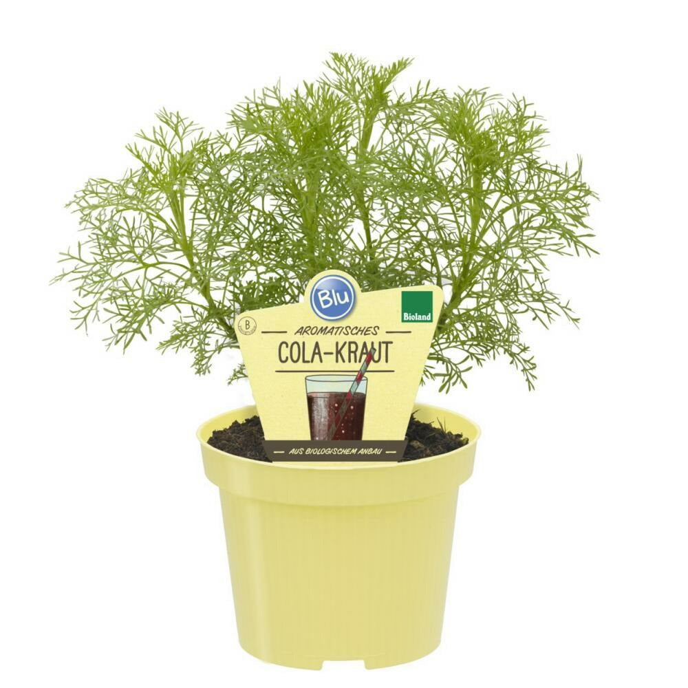  Duo D'herbes Pour Limonade - 1x Herbe à Cola Et 1x Herbe à Limonade En Qualité Bio - 2 Plantes Aromatiques En Pot De 12cm