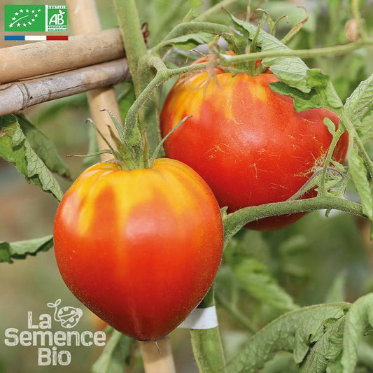  Tomate C Ur De B Uf Rouge - Graines Bio