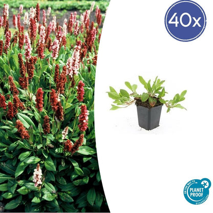  Renouée 'darjeeling Red' X12 – Entre 0,75 Et 1m2