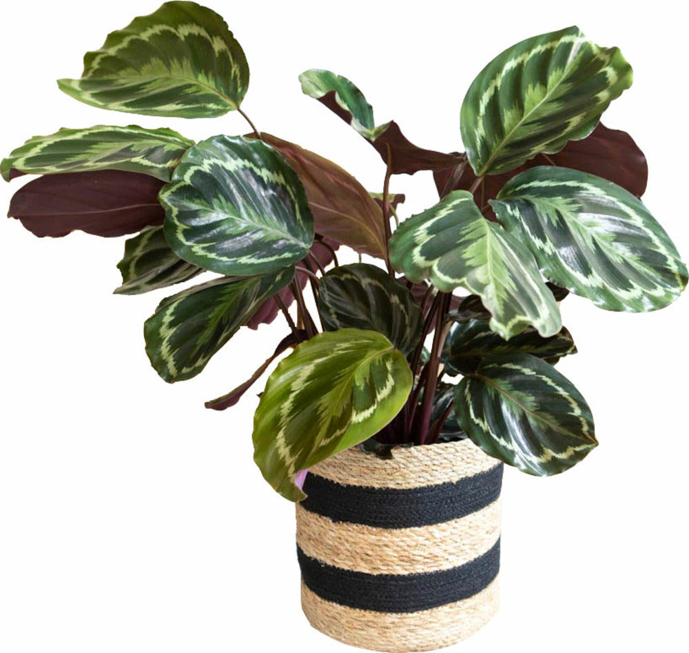  Calathéa Médaillon D19h75cm + Cache-pot En Osier