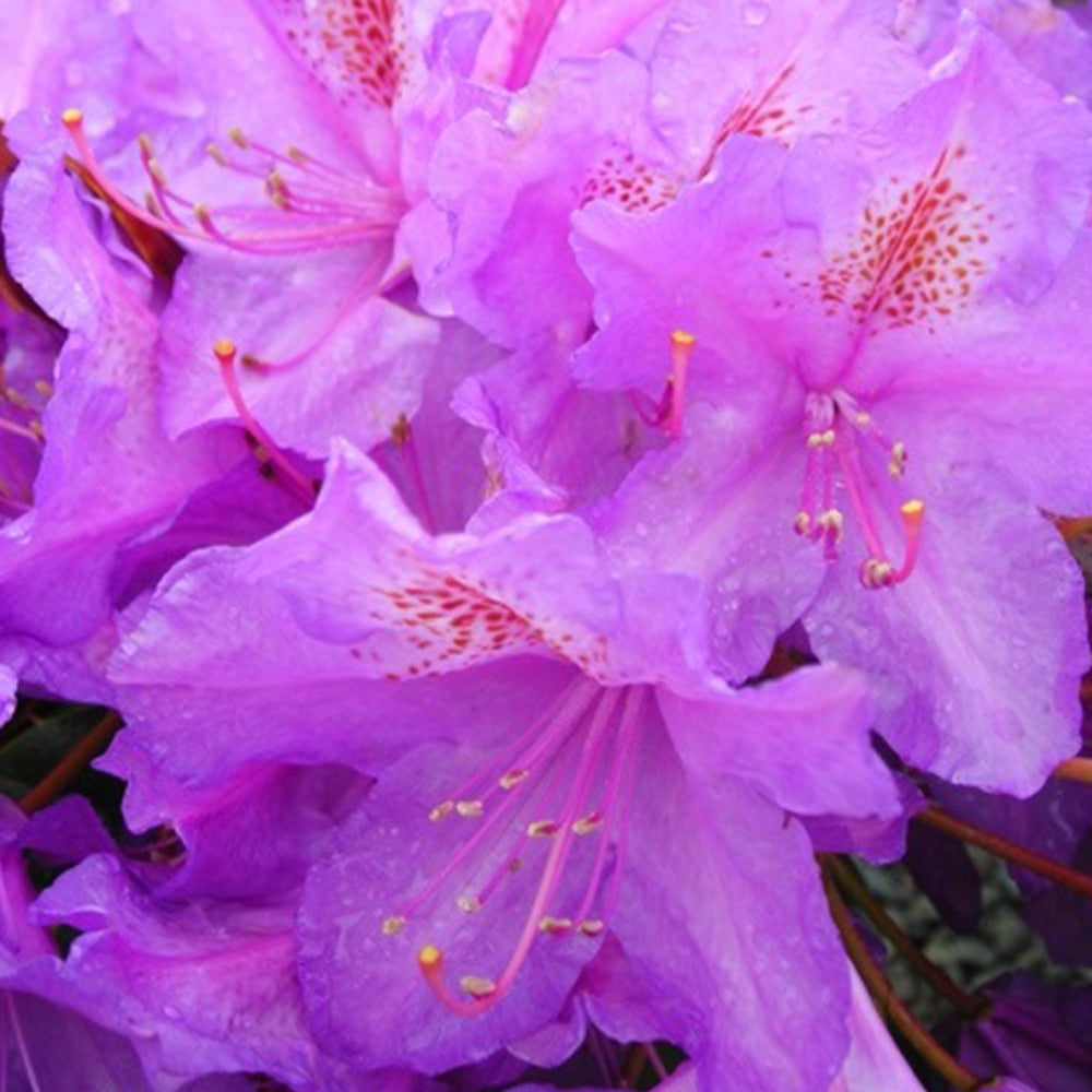  Rhododendron 'lee's Dark Purple' 40-50 Cm Pot Floraison Violette Intense