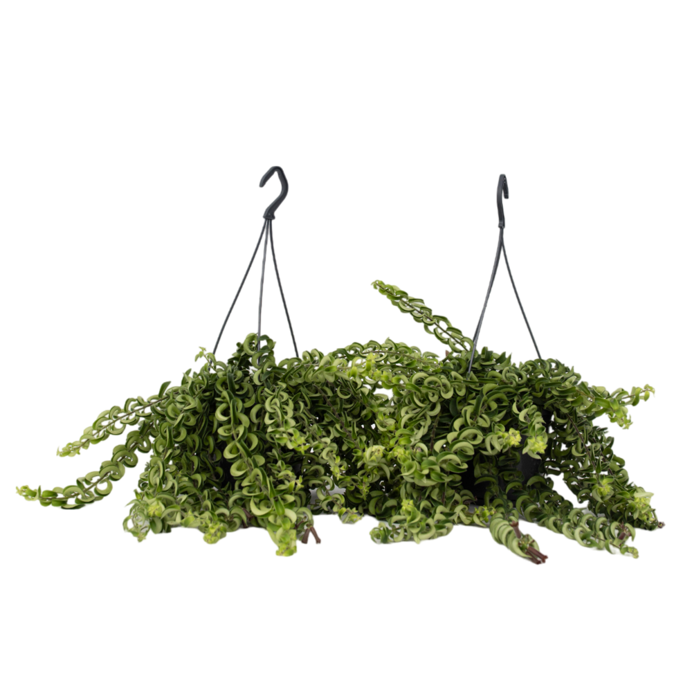  Plante Rouge à Lèvres - Set De 2 - Aeschynanthus Pulcher - H20-30cm - ⌀15cm