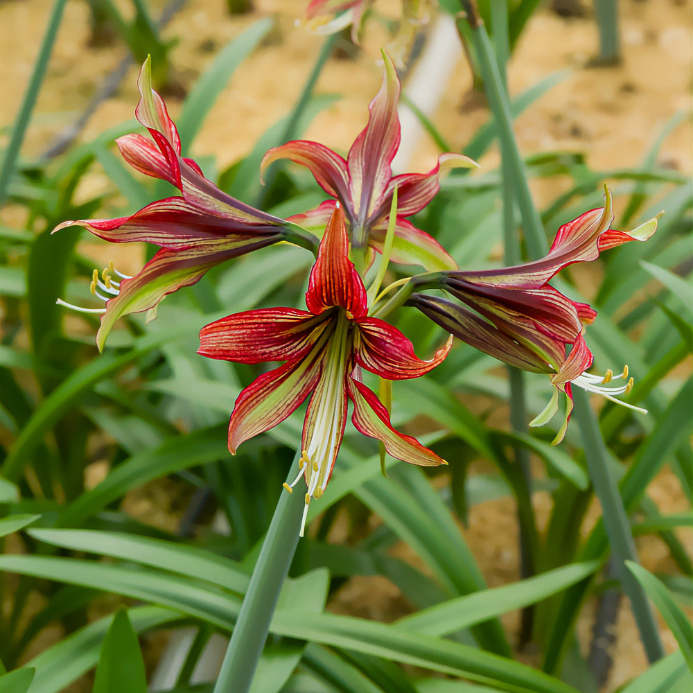  Amaryllis Mystica - Le Sachet De 1 Bulbe