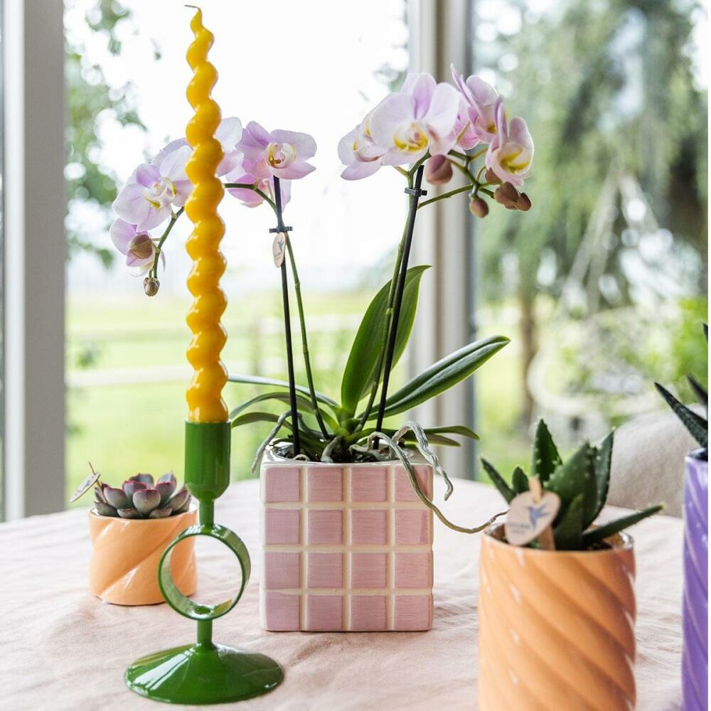  Kolibri Orchids Phalaenopsis Rose Orchidée Portugal + Mosa Pot Décoratif Rose - Taille De Pot 9cm