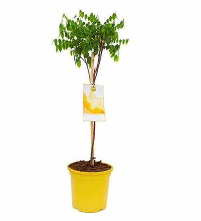  Averrhoa Carambola Adulte (carambolier, Carambole) Pot De 20 Litres -160/180cm