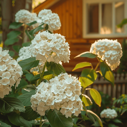  Hortensia - Set De 2 - Hydrangea Paniculata 'bobo' - Hauteur 25-40cm - ⌀19cm
