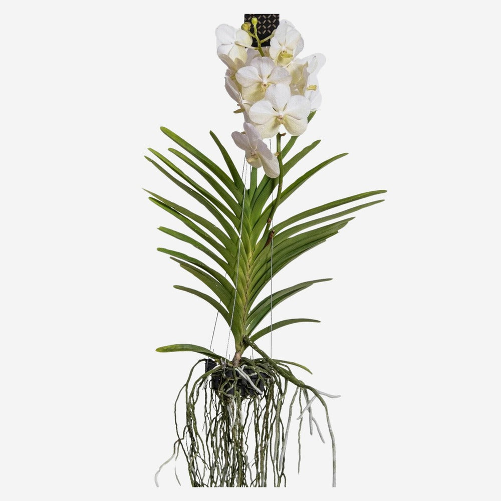  Orchidée - Vanda 'white' - Hauteur 55-65cm