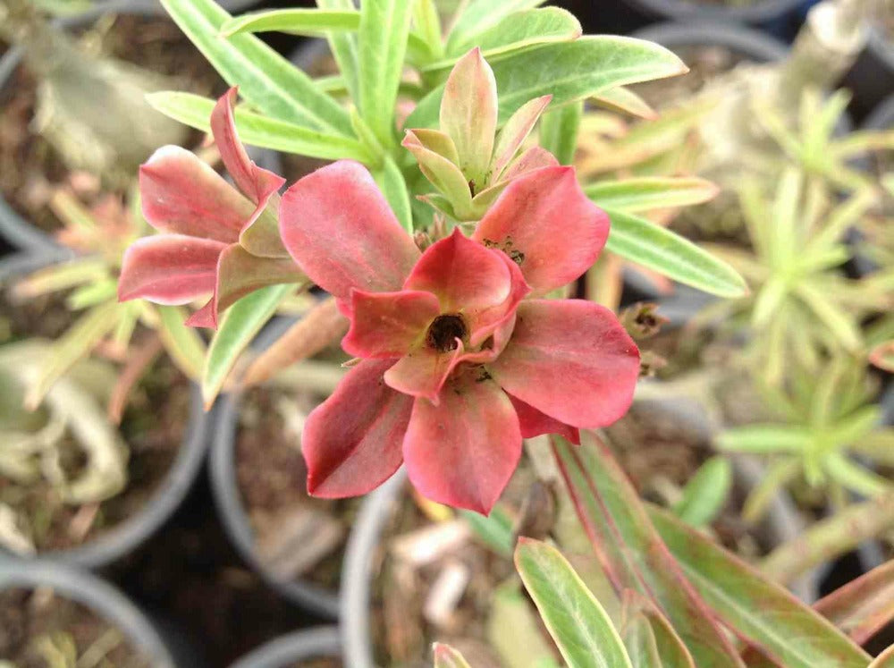  Adenium Obesum Cv.baby Rose Caudex D'environ 300g 20/25cm