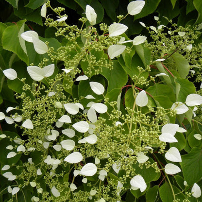  Hortensia Grimpant Hydrangeoïdes/[-]godet - 5/20 Cm
